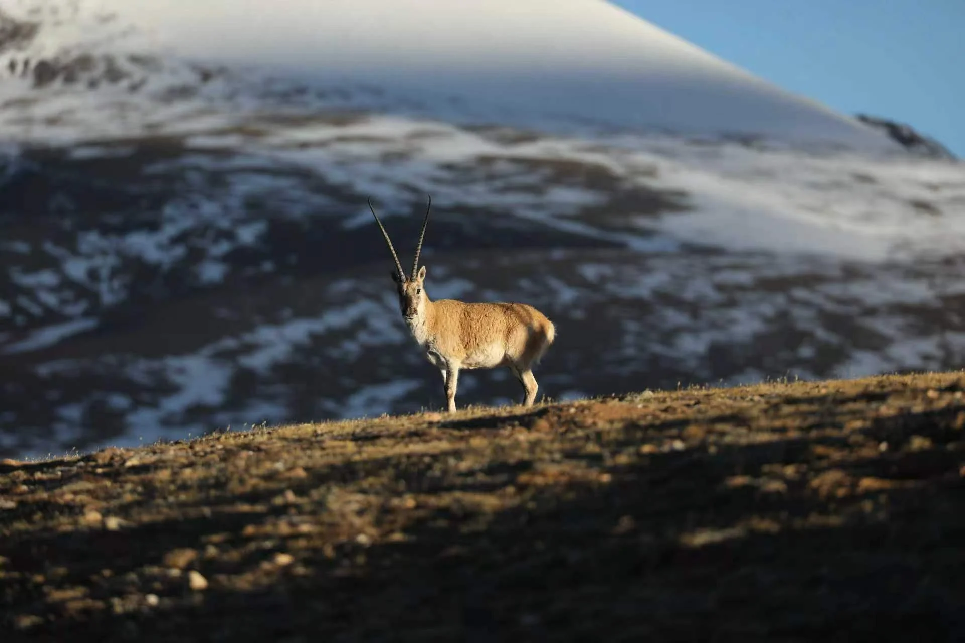 A wild inhabitant of the mountains